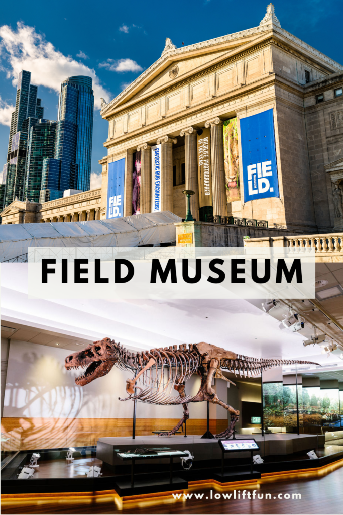 5 Best Museums in Chicago for Kids: Field Museum