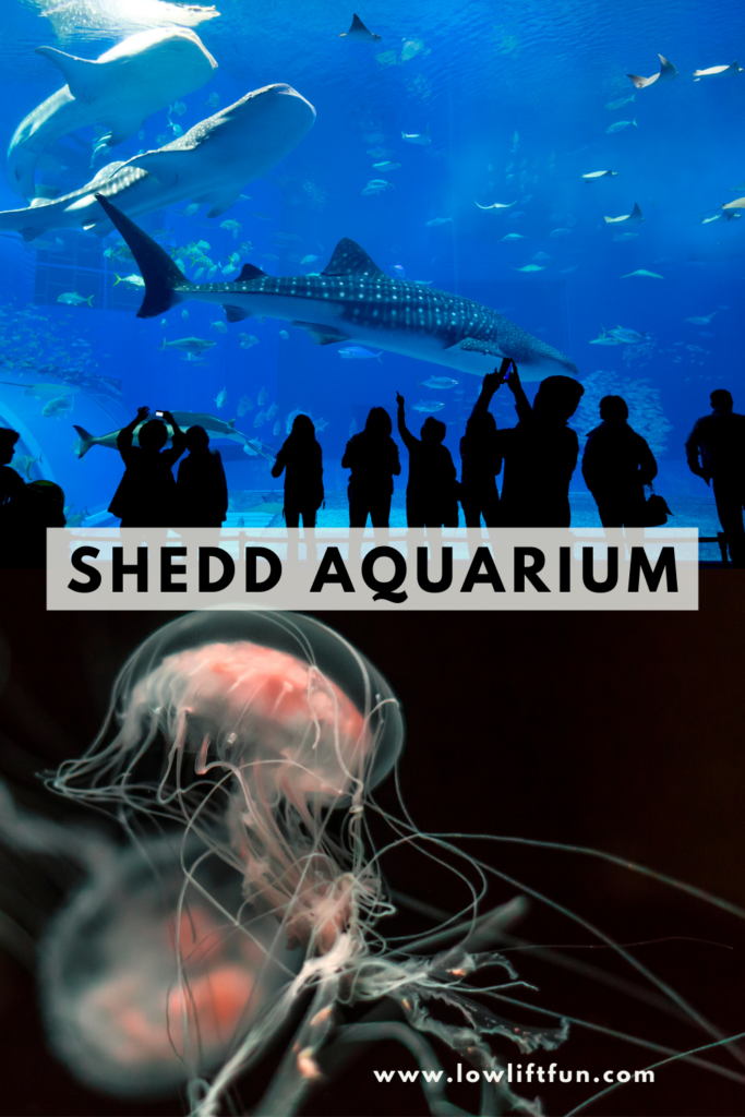 5 Best Museums in Chicago for Kids: Shedd Aquarium